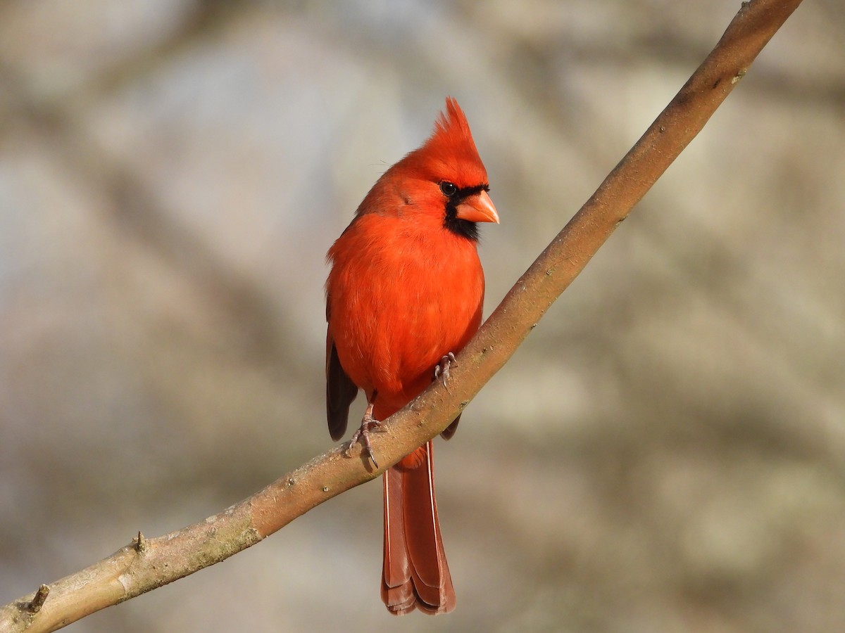 Northern Cardinal - ML647784717
