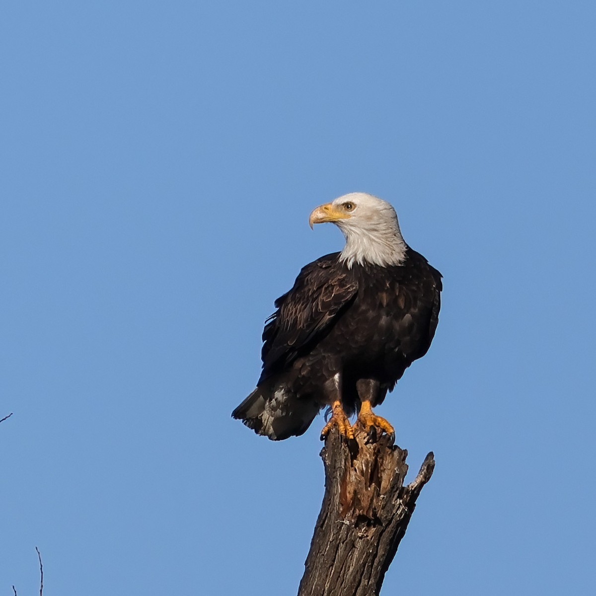 Bald Eagle - ML647784718