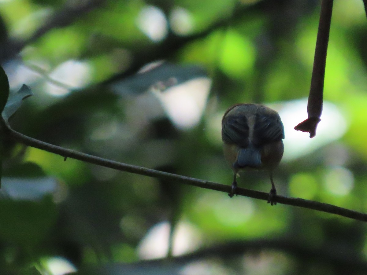 Scrub Tanager - ML647784719