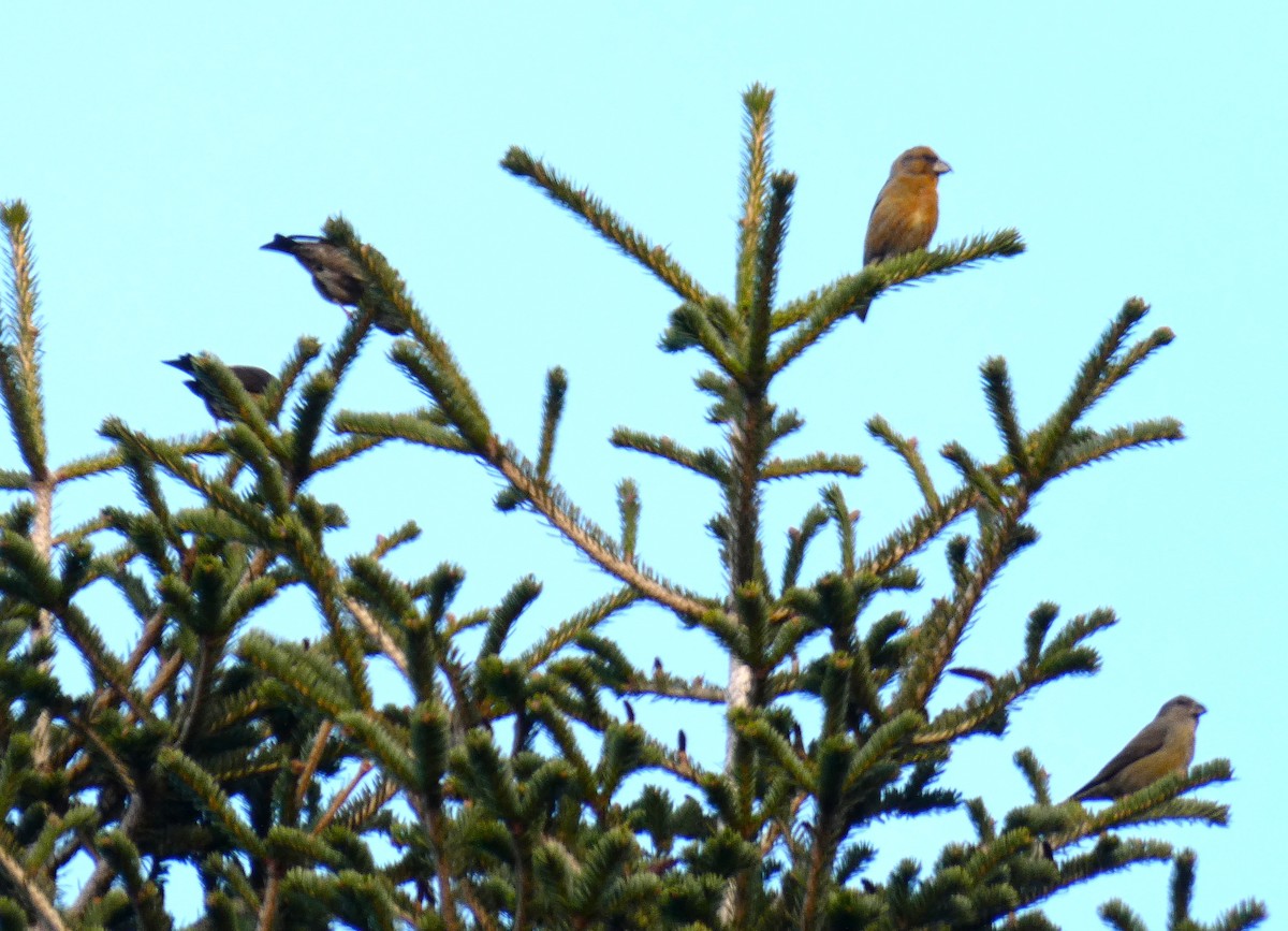 紅交嘴雀 - ML647784720