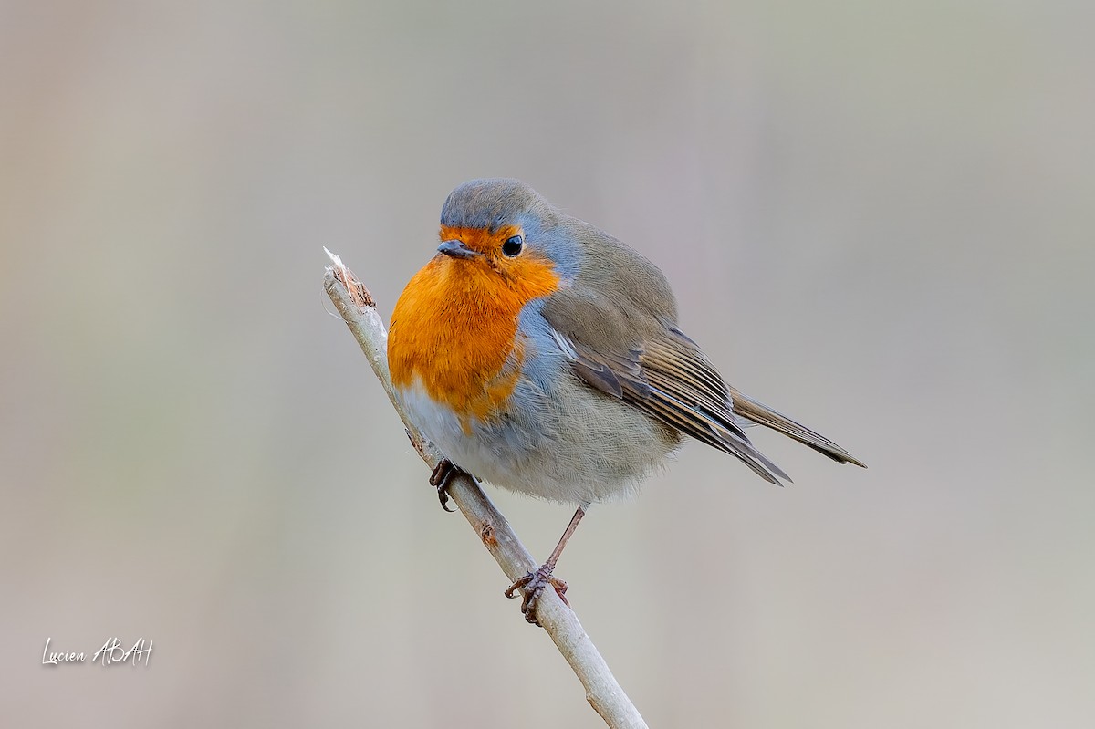 European Robin - ML647784723