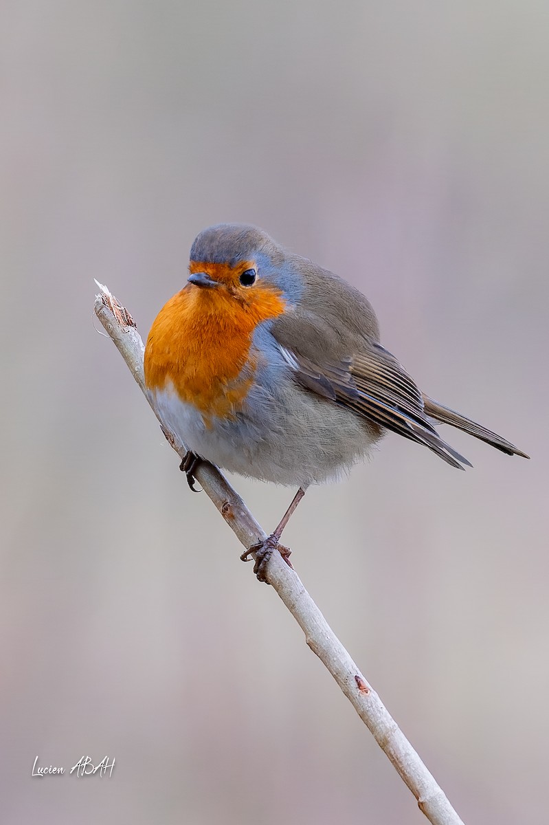 European Robin - ML647784724