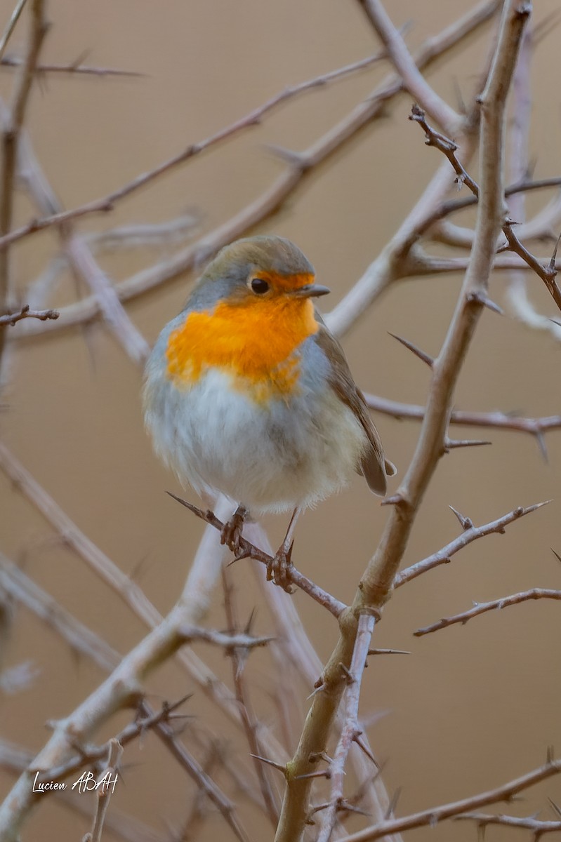 European Robin - ML647784725