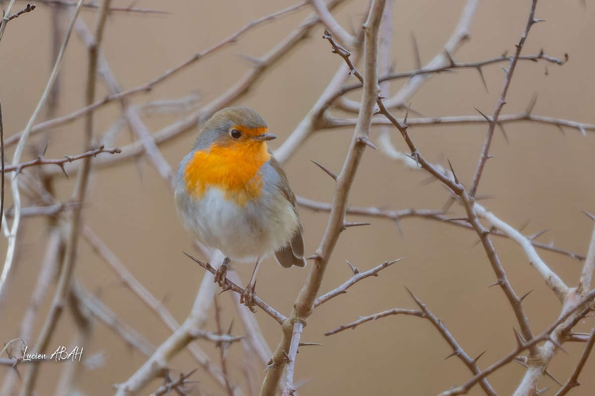 European Robin - ML647784726