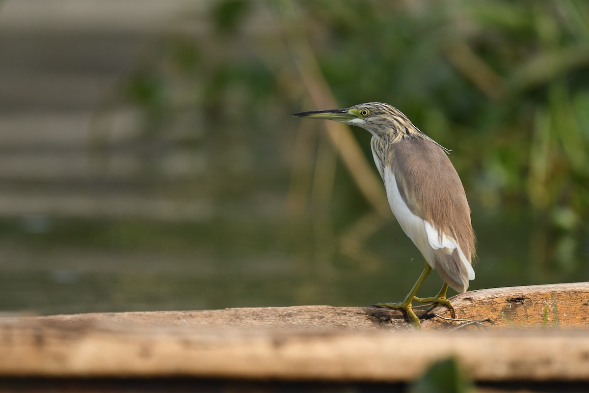 Squacco Heron - ML647784727