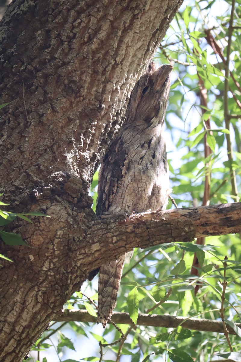 Tawny Frogmouth - ML647784731