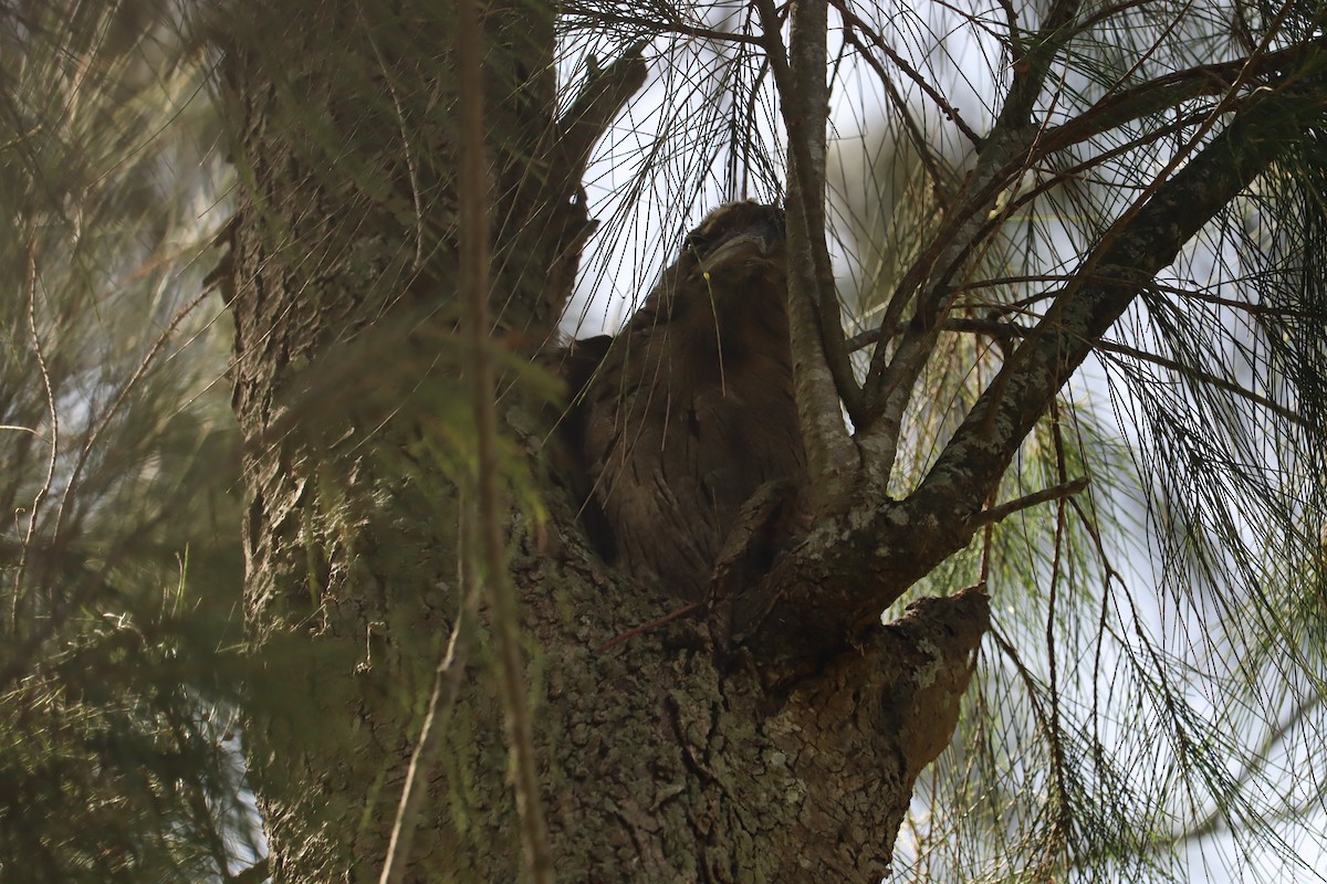 Tawny Frogmouth - ML647784732