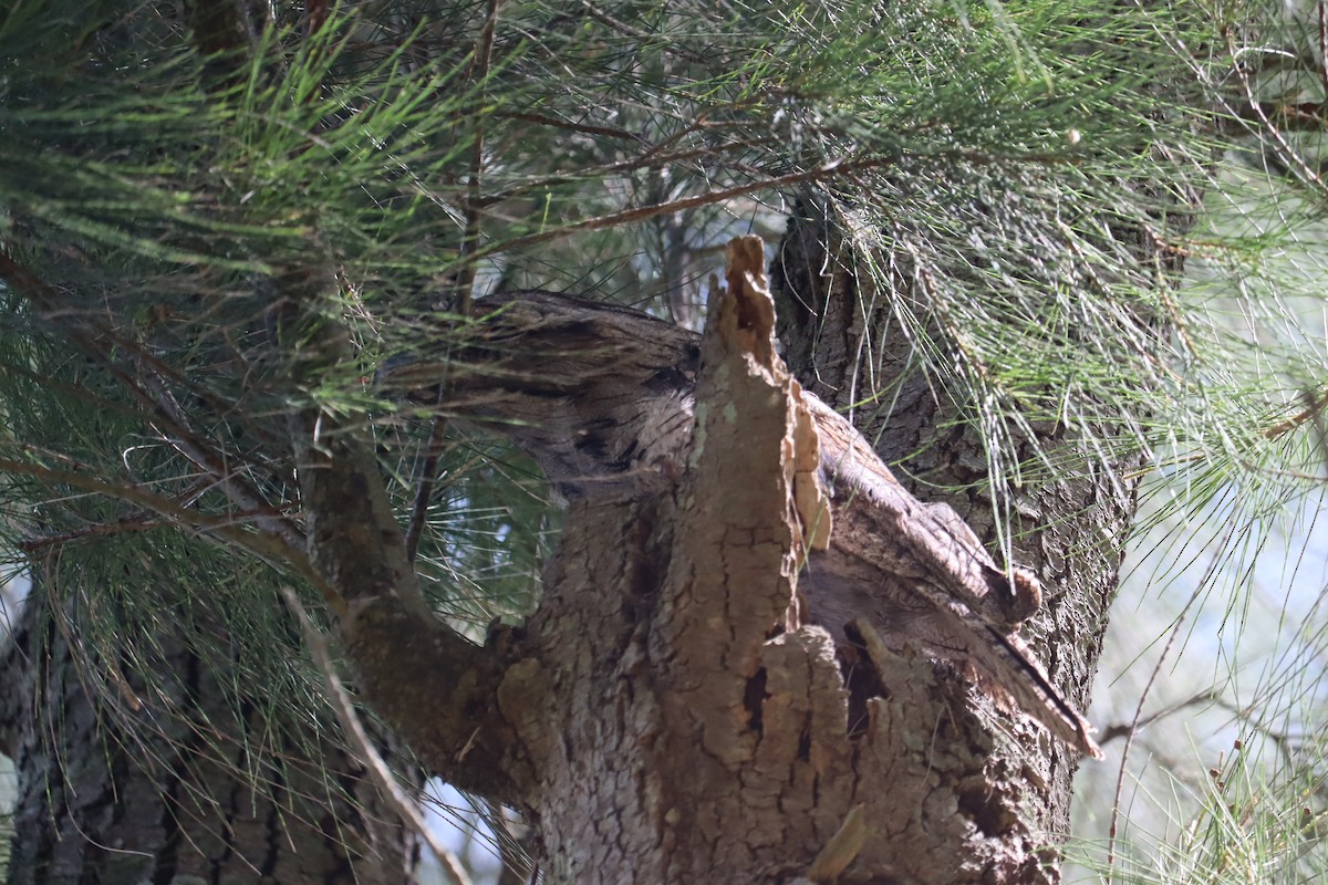 Tawny Frogmouth - ML647784734