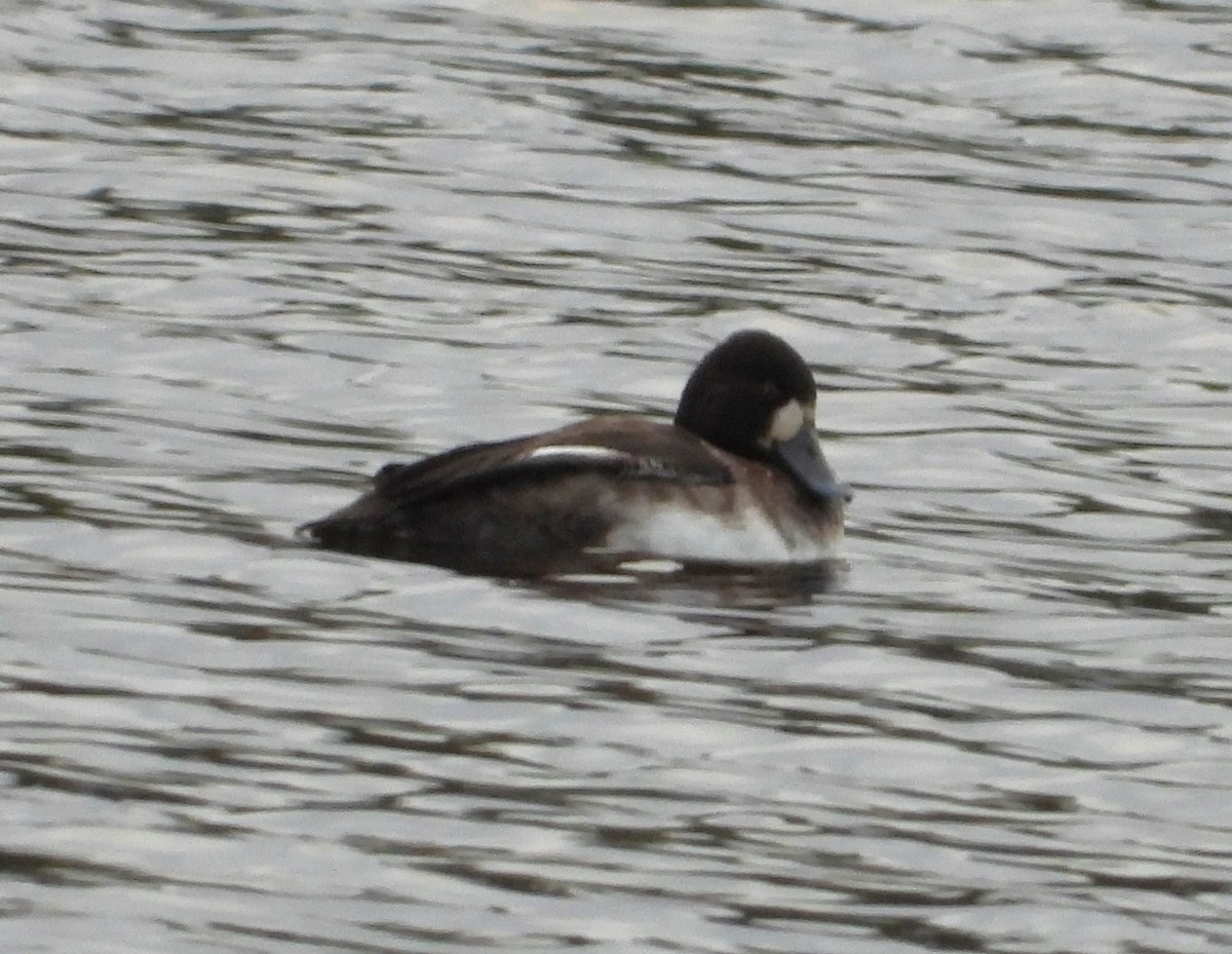 小斑背潛鴨 - ML647784737