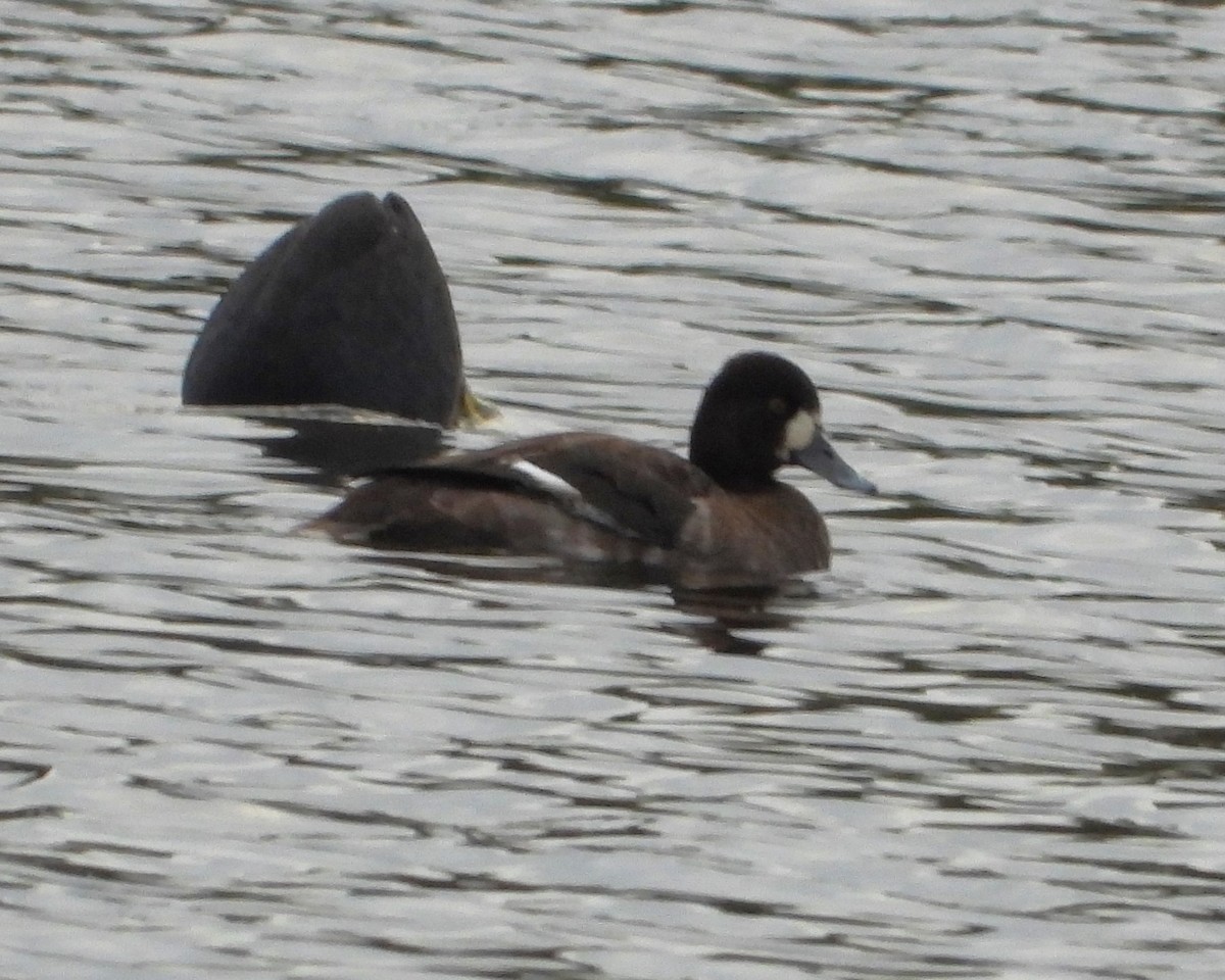 小斑背潛鴨 - ML647784739