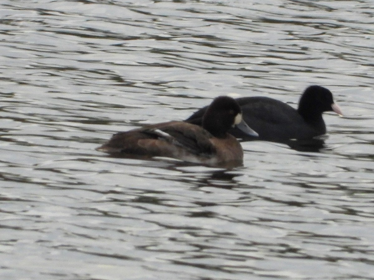 小斑背潛鴨 - ML647784740