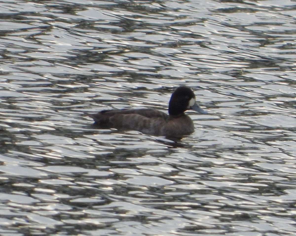 小斑背潛鴨 - ML647784741