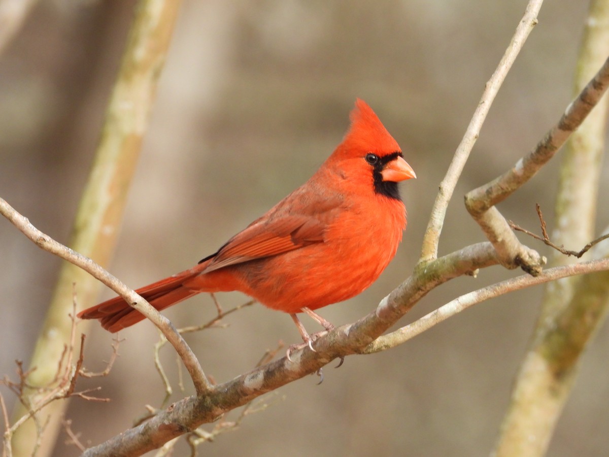 Northern Cardinal - ML647784743