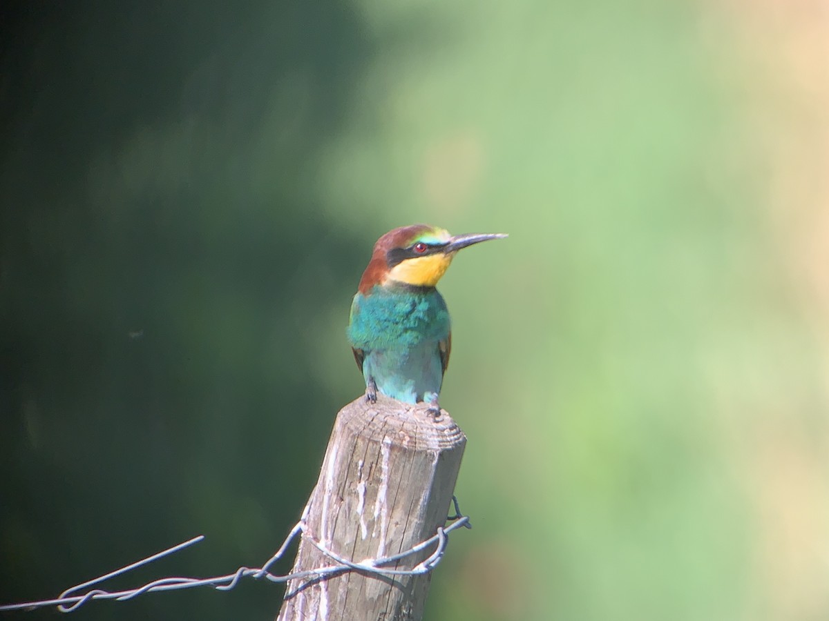 European Bee-eater - ML647784744