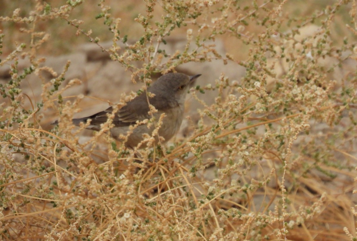 Barred Warbler - ML647784745
