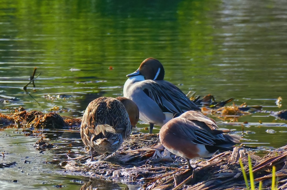 尖尾鴨 - ML647784746