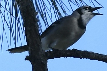 Blue Jay - ML647784768