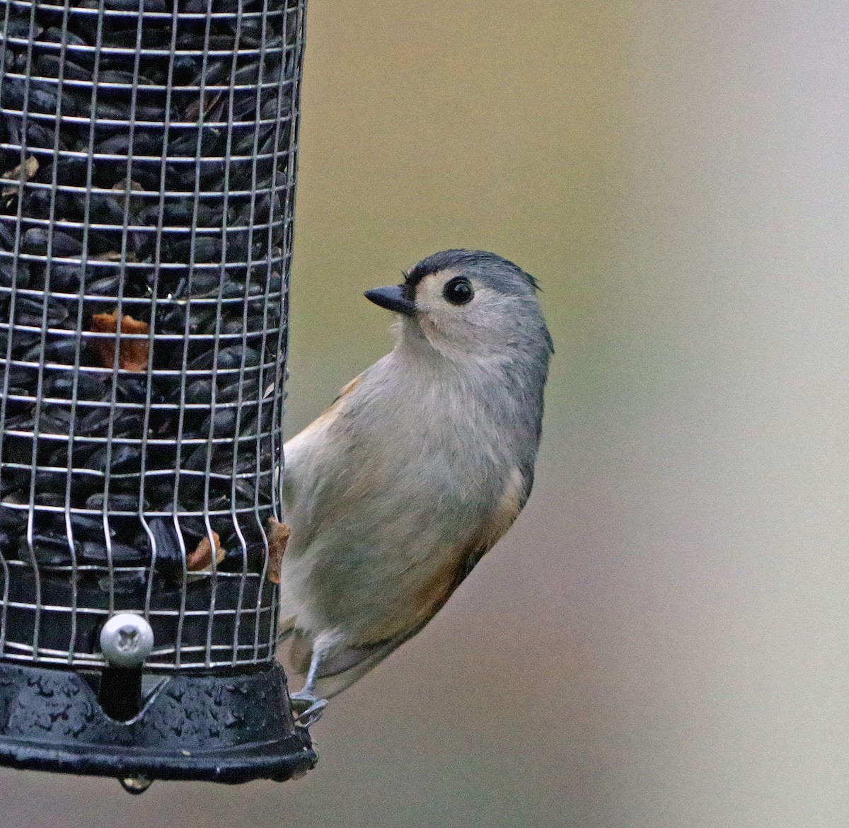 sýkora rezavoboká - ML647784773