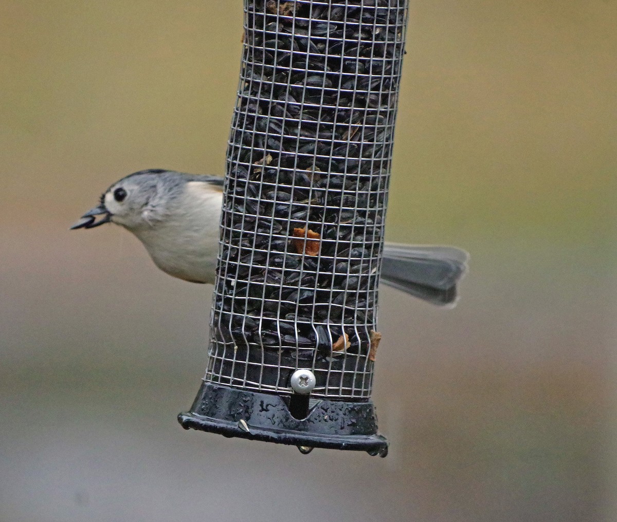 sýkora rezavoboká - ML647784774