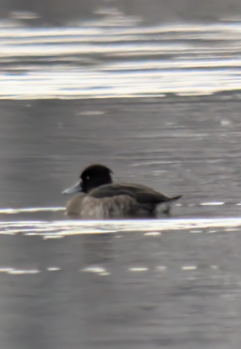 Tufted Duck - ML647784782