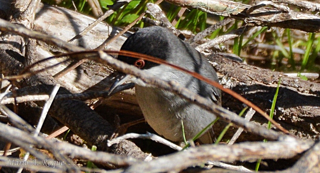 Txinbo burubeltza - ML647784787