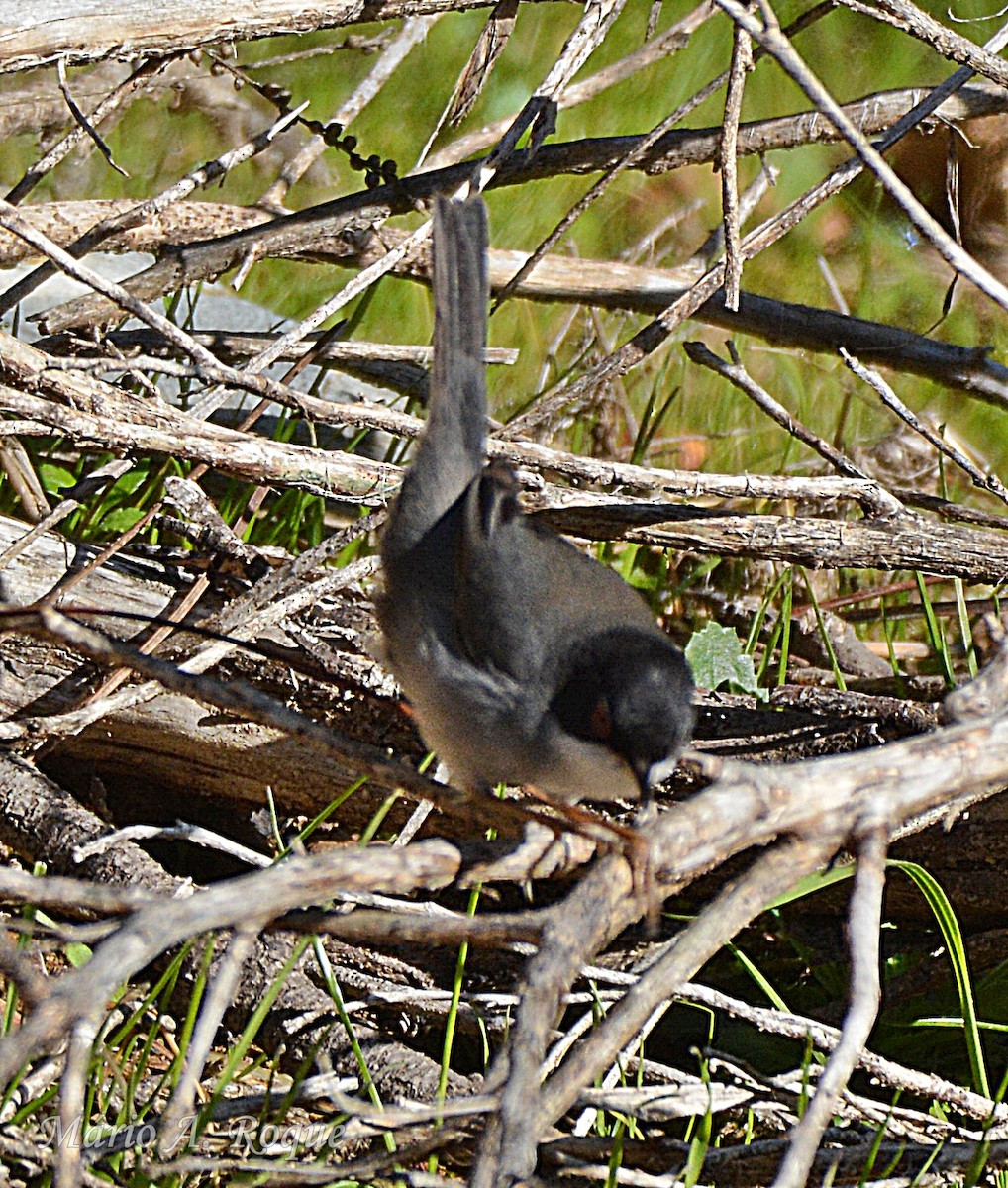 Txinbo burubeltza - ML647784788