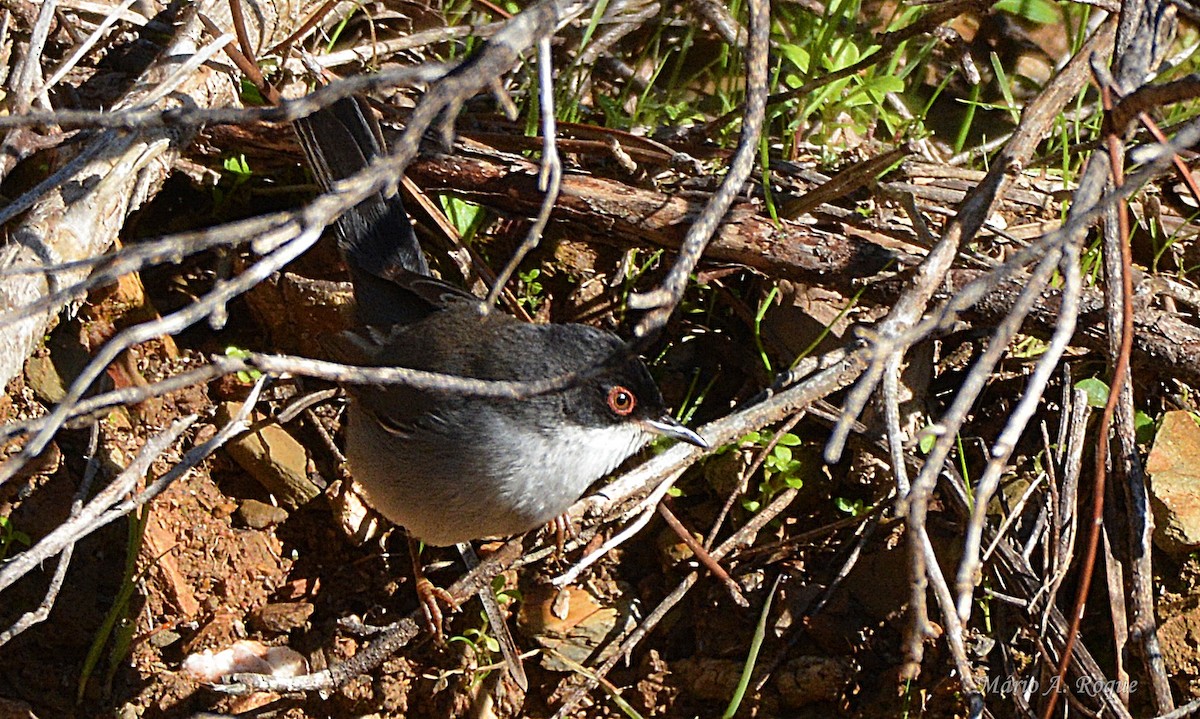 Txinbo burubeltza - ML647784789