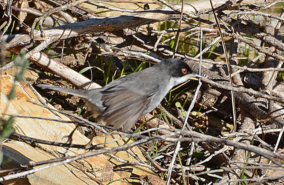 Txinbo burubeltza - ML647784790