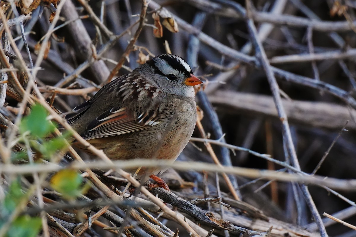 Porsuk Serçesi - ML647784792