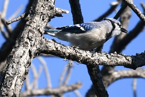 Blue Jay - ML647784798