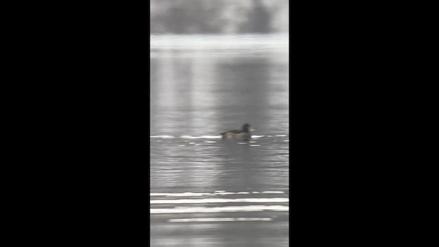 Tufted Duck - ML647784800