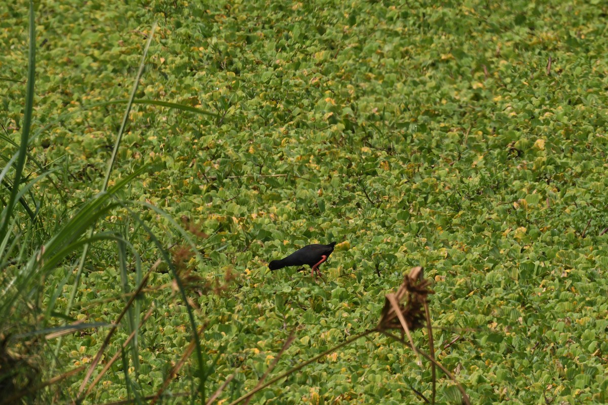 svartrikse - ML647784806