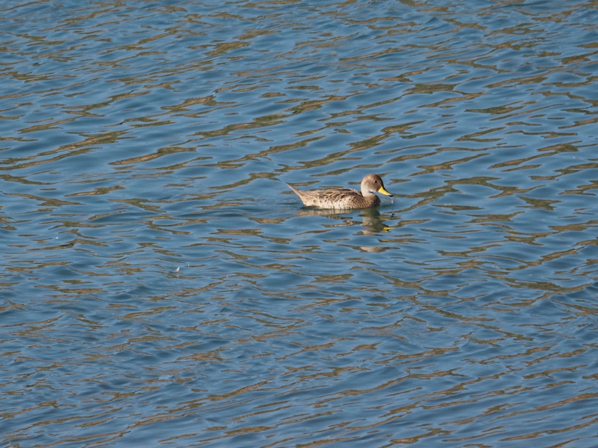 Yellow-billed Pintail - ML647784820