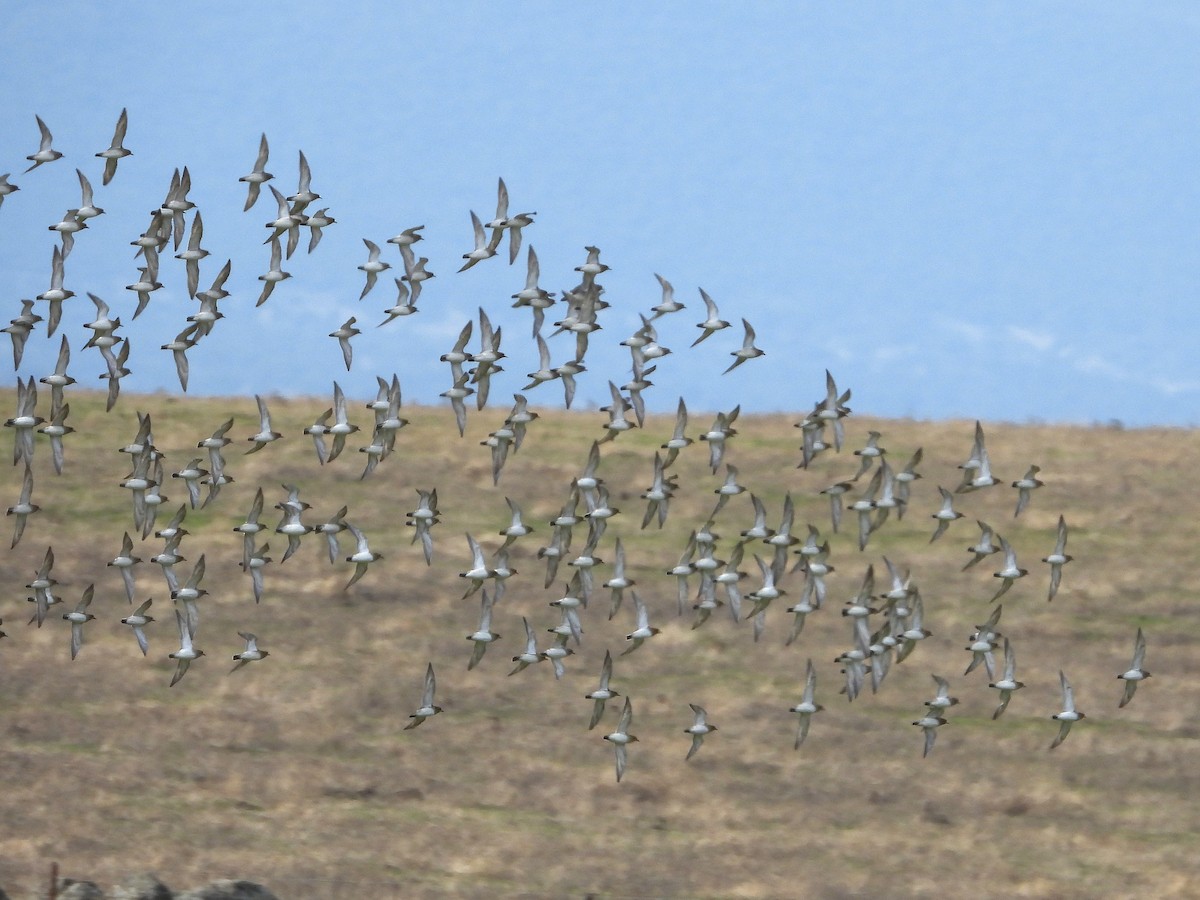 European Golden-Plover - ML647784824