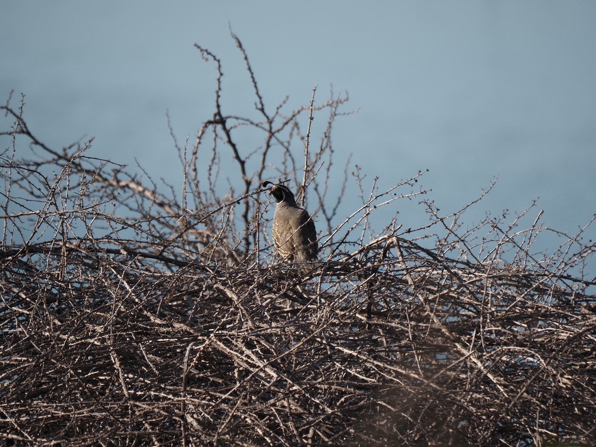 California Quail - ML647784825