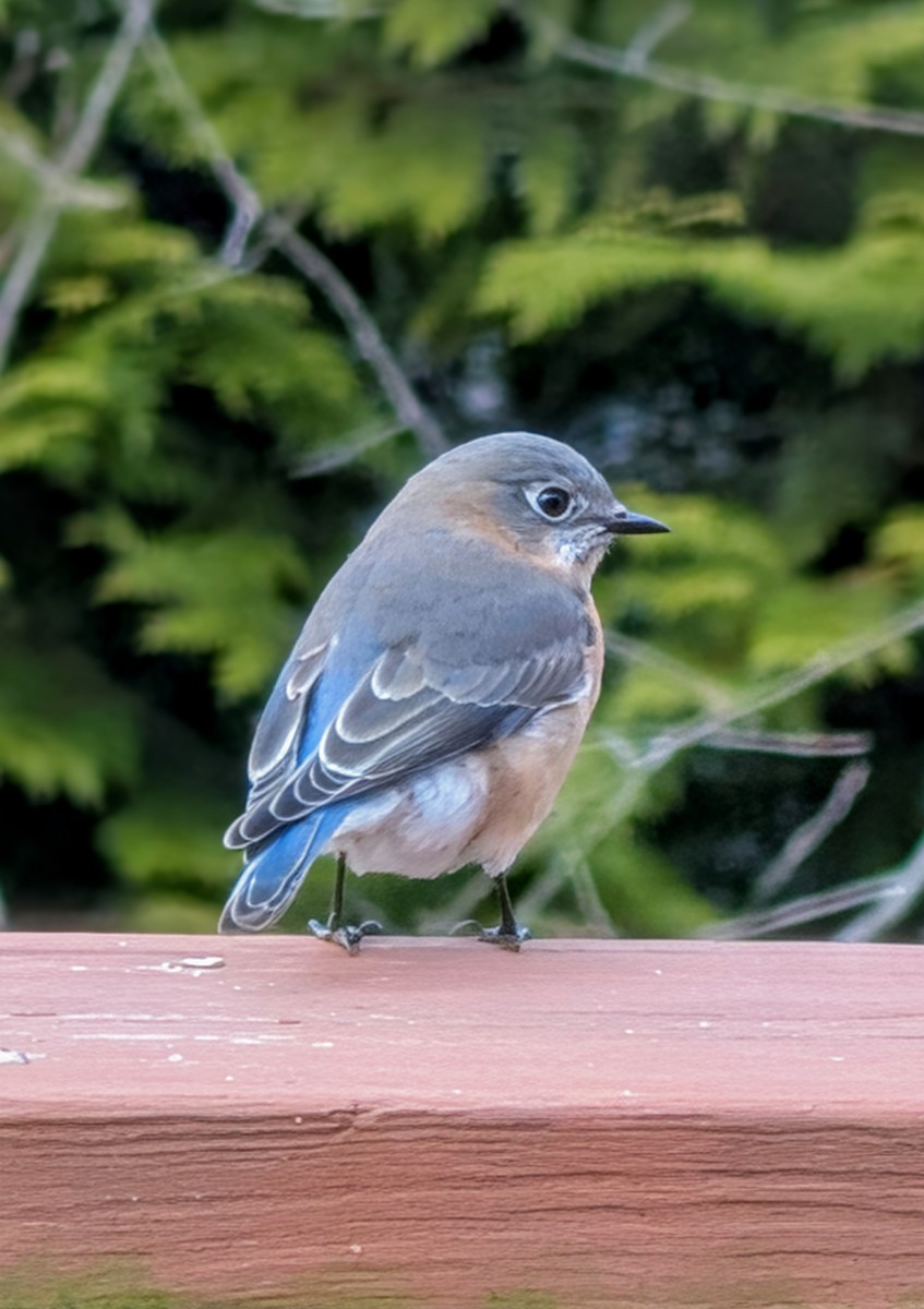 salašník modrý - ML647784837