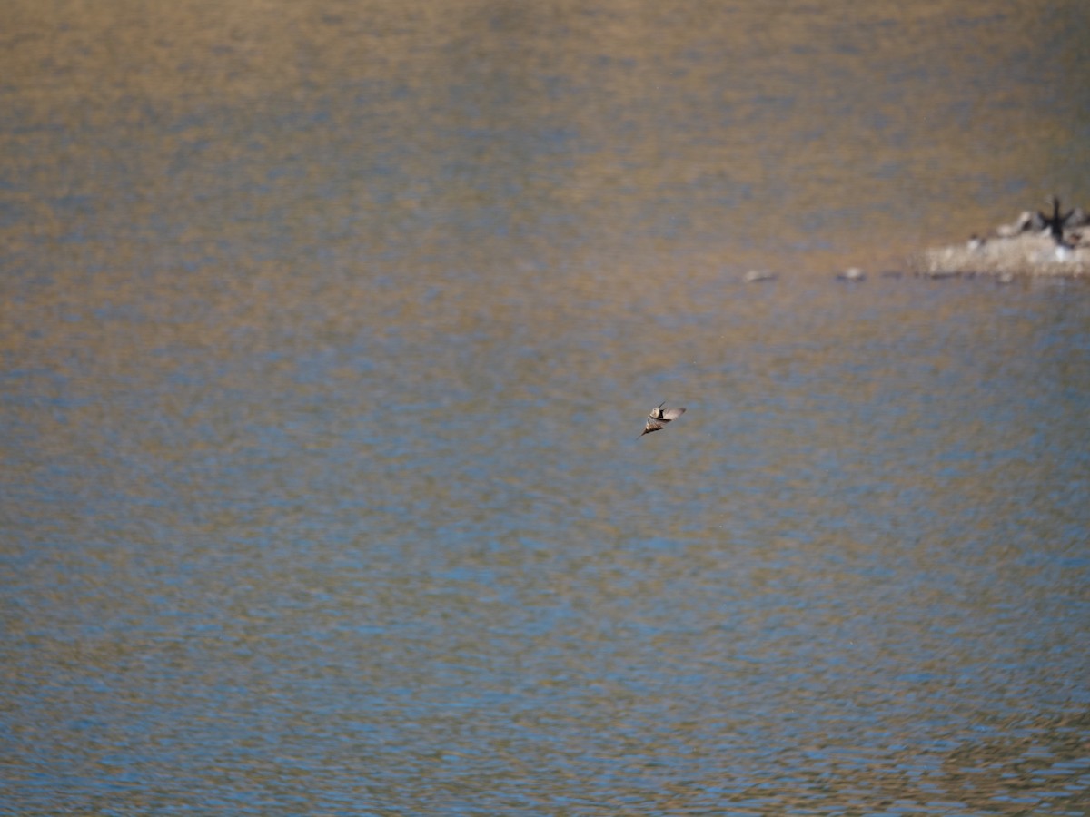 Giant Hummingbird - ML647784839