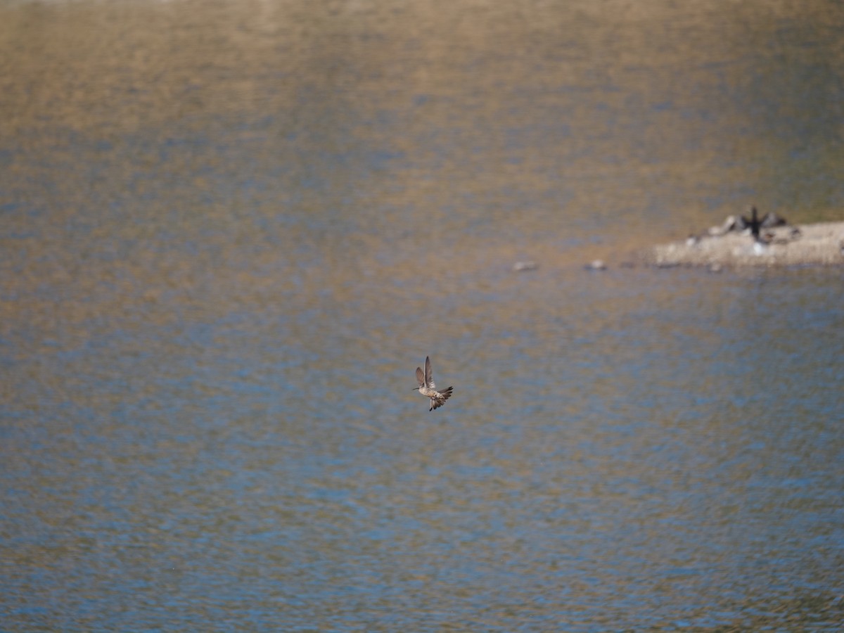 Giant Hummingbird - ML647784840