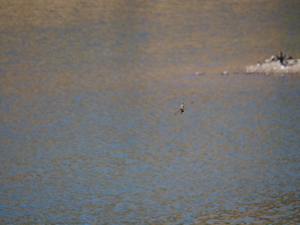 Giant Hummingbird - ML647784841