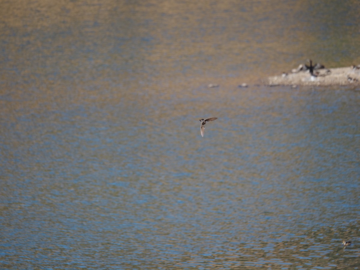 Giant Hummingbird - ML647784842