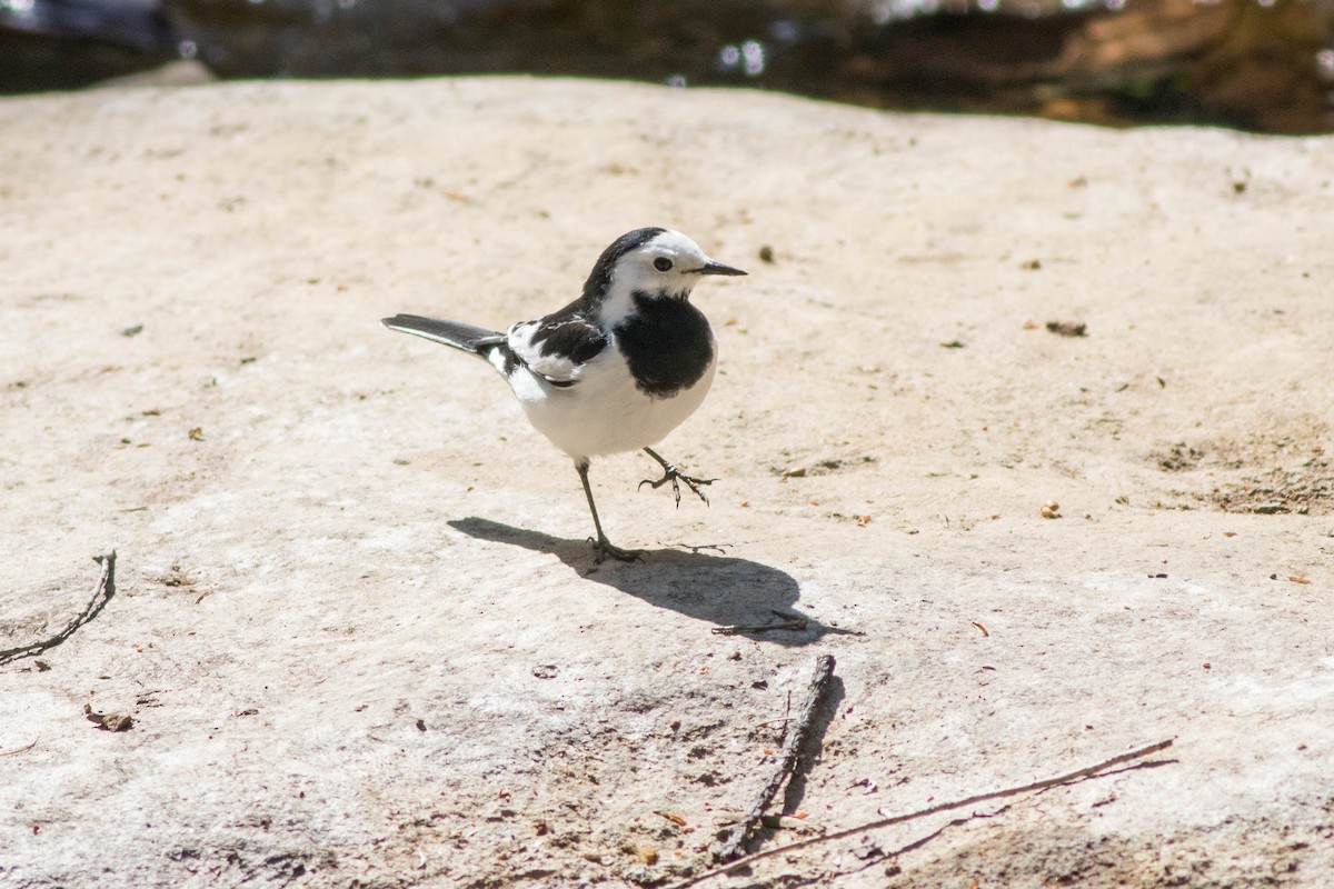 Lavandera Blanca - ML647784846