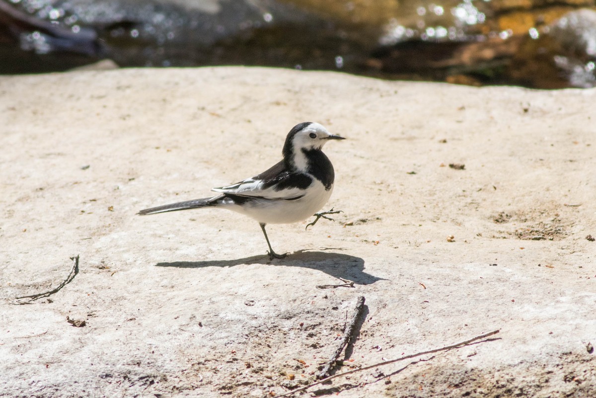 Lavandera Blanca - ML647784847