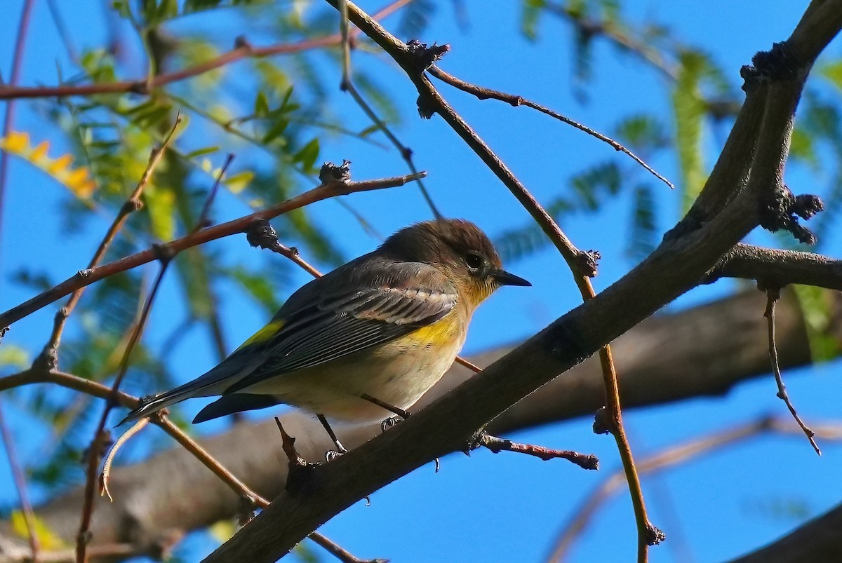 Taçlı Ötleğen - ML647784865