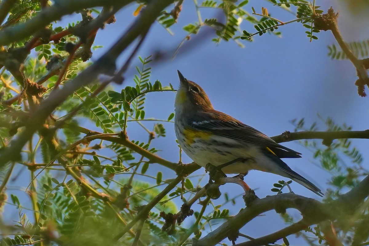 Taçlı Ötleğen - ML647784866