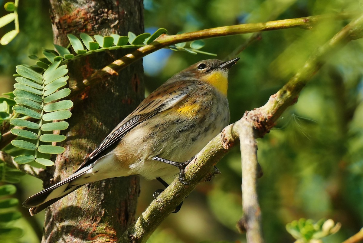 Taçlı Ötleğen - ML647784868