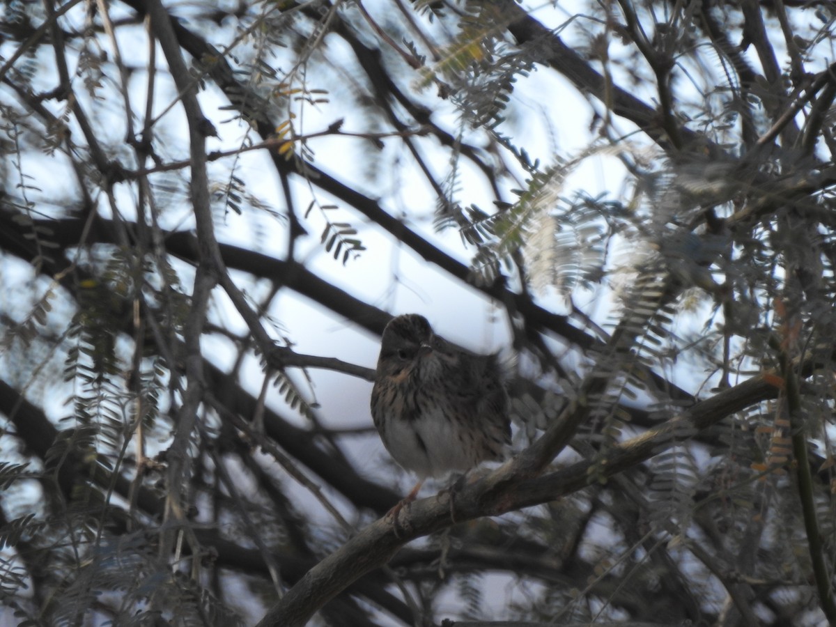 strnadec pruhohlavý - ML647784879