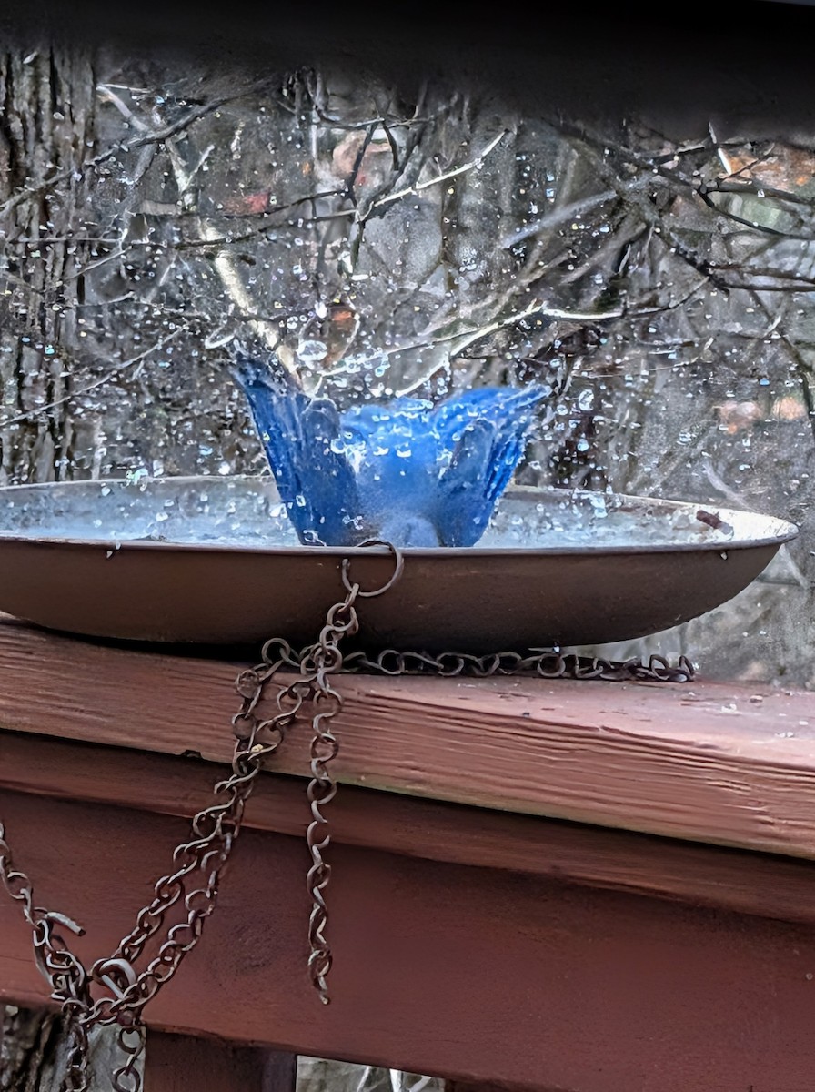 salašník modrý - ML647784902