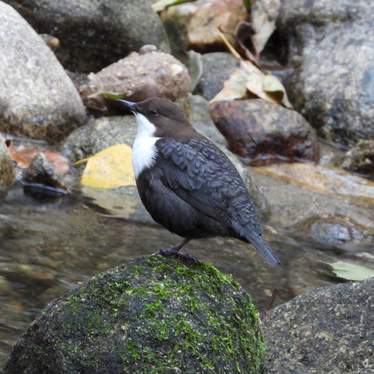 White-throated Dipper - ML647784907