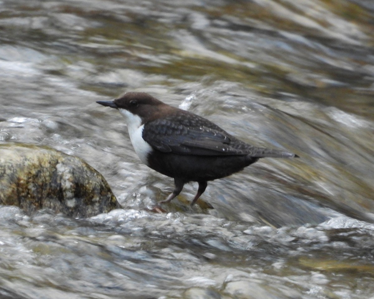 White-throated Dipper - ML647784908