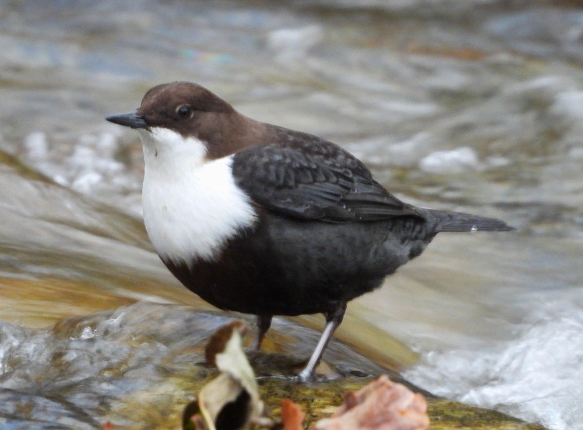White-throated Dipper - ML647784909